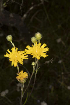 Слика од Podolepis jaceoides (Sims) Voss