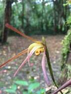 Image of Maxillaria pachyacron Schltr.