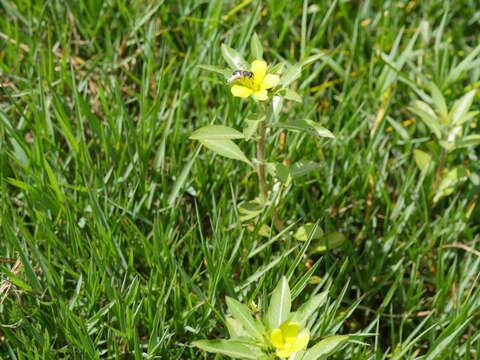 Image of floating primrose-willow