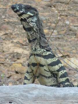 Image of Lace Monitor