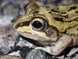 Image of Short-footed Frog