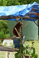 Image of Ifola Tree Kangaroo