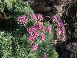 Imagem de Lomatium columbianum Mathias & Constance