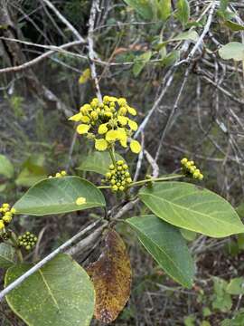 Imagem de Stigmaphyllon floribundum (DC.) C. Anderson