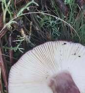 Image of Russula torulosa Bres. 1929