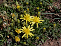 Image of Gutierrezia baccharoides Sch. Bip.