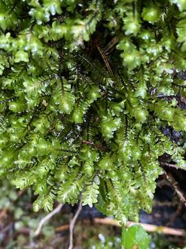 Image of Macrodiplophyllum rubrum D. H. Wagner