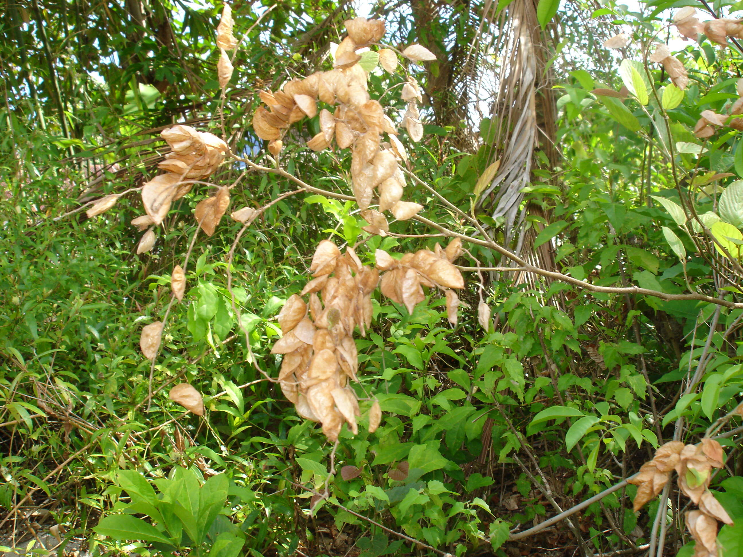 Слика од Flemingia strobilifera (L.) W. T. Aiton