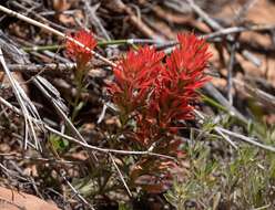 Image de Castilleja scabrida var. scabrida