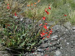 Image of firecracker penstemon