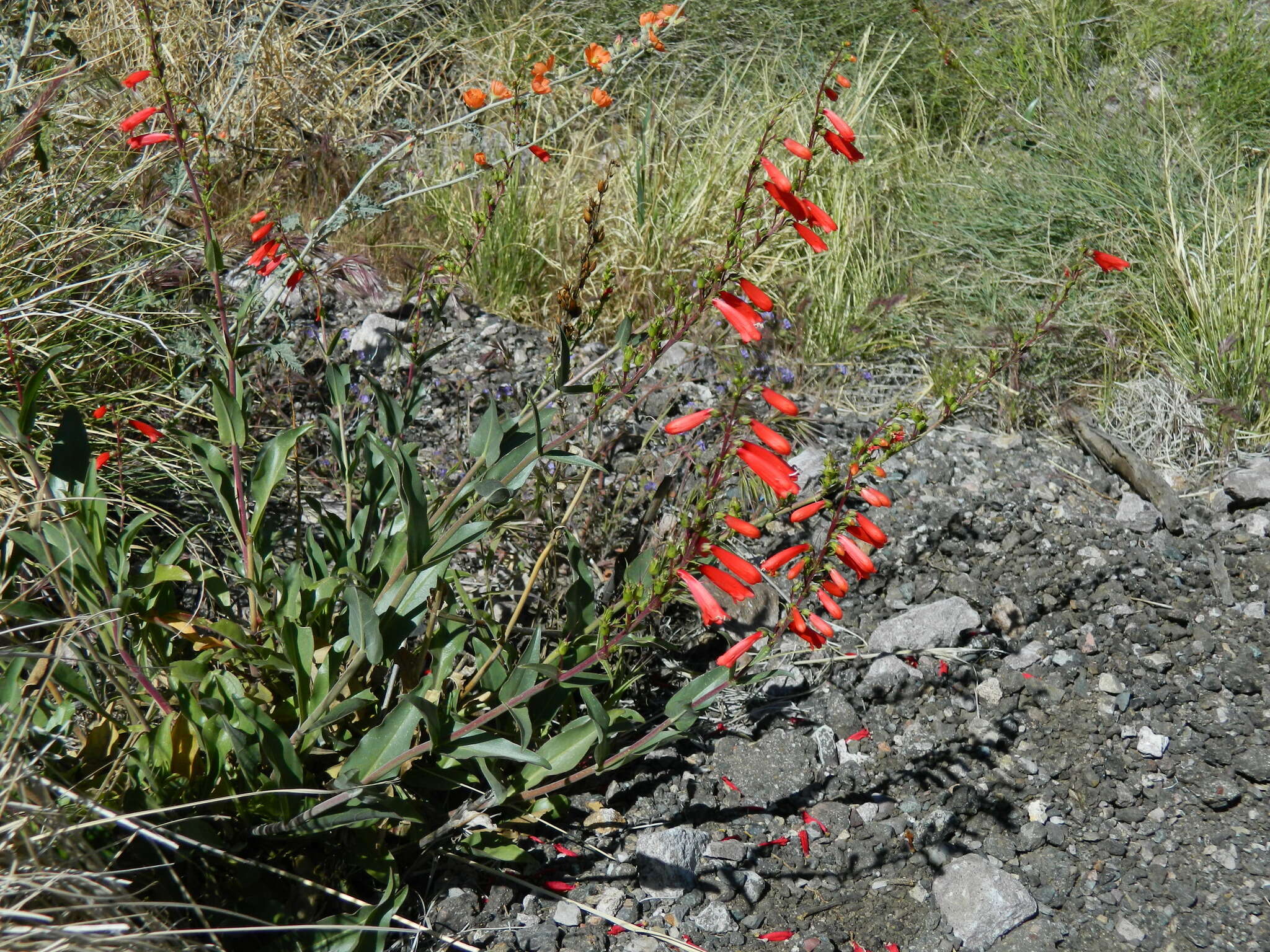 Image of firecracker penstemon