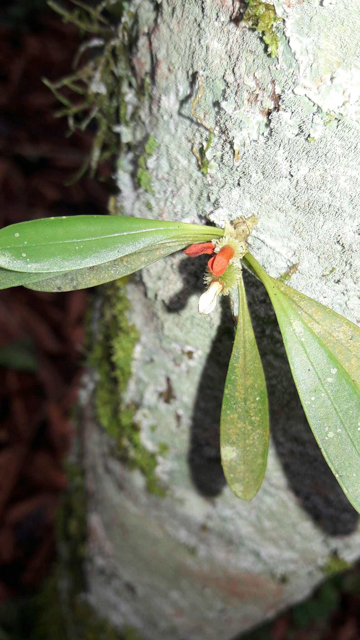 Image of Specklinia tribuloides (Sw.) Pridgeon & M. W. Chase