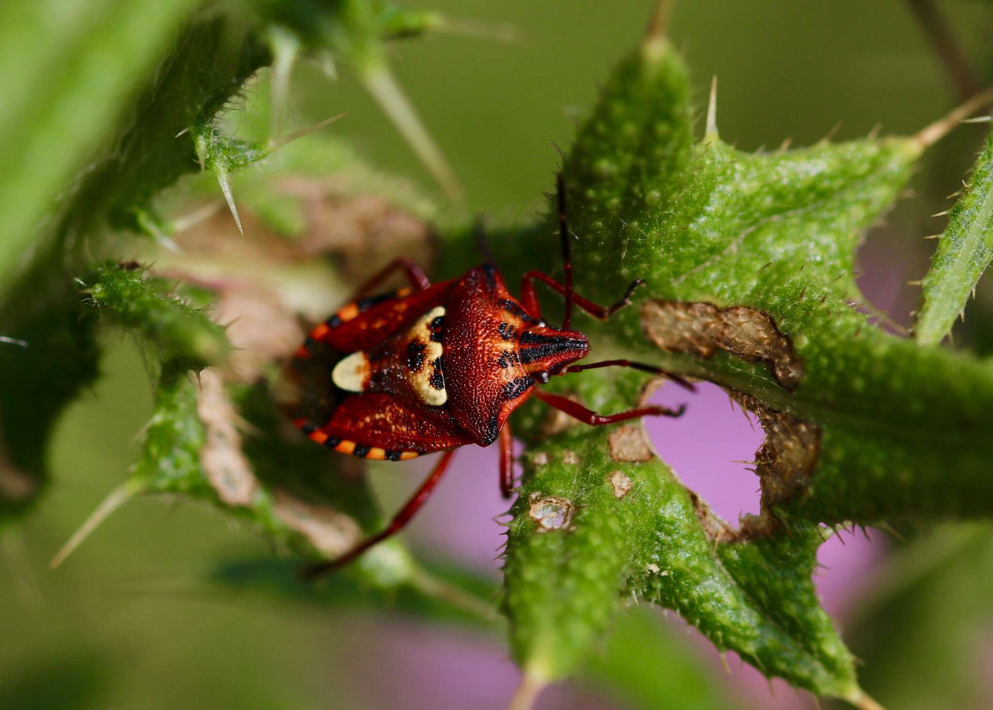 Image of Codophila