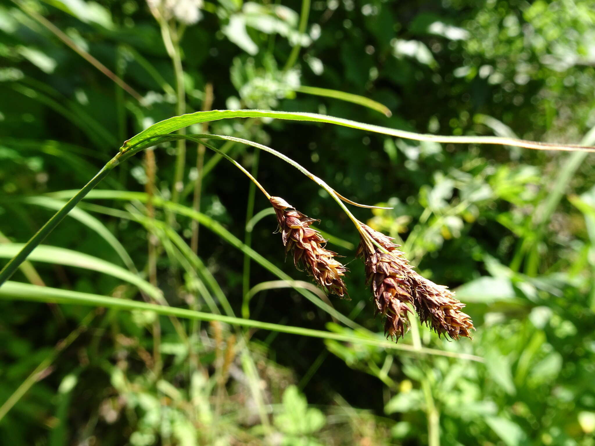 Image of scrabrous black sedge