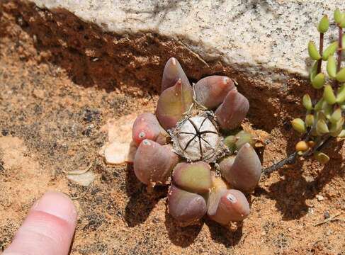 Image of Glottiphyllum fergusoniae L. Bol.