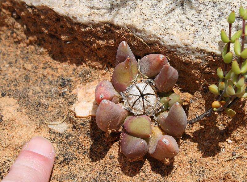 Image of Glottiphyllum fergusoniae L. Bol.