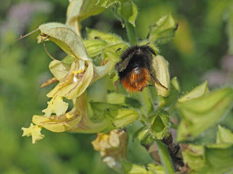 Plancia ëd Bombus wurflenii Radoszkowski 1860