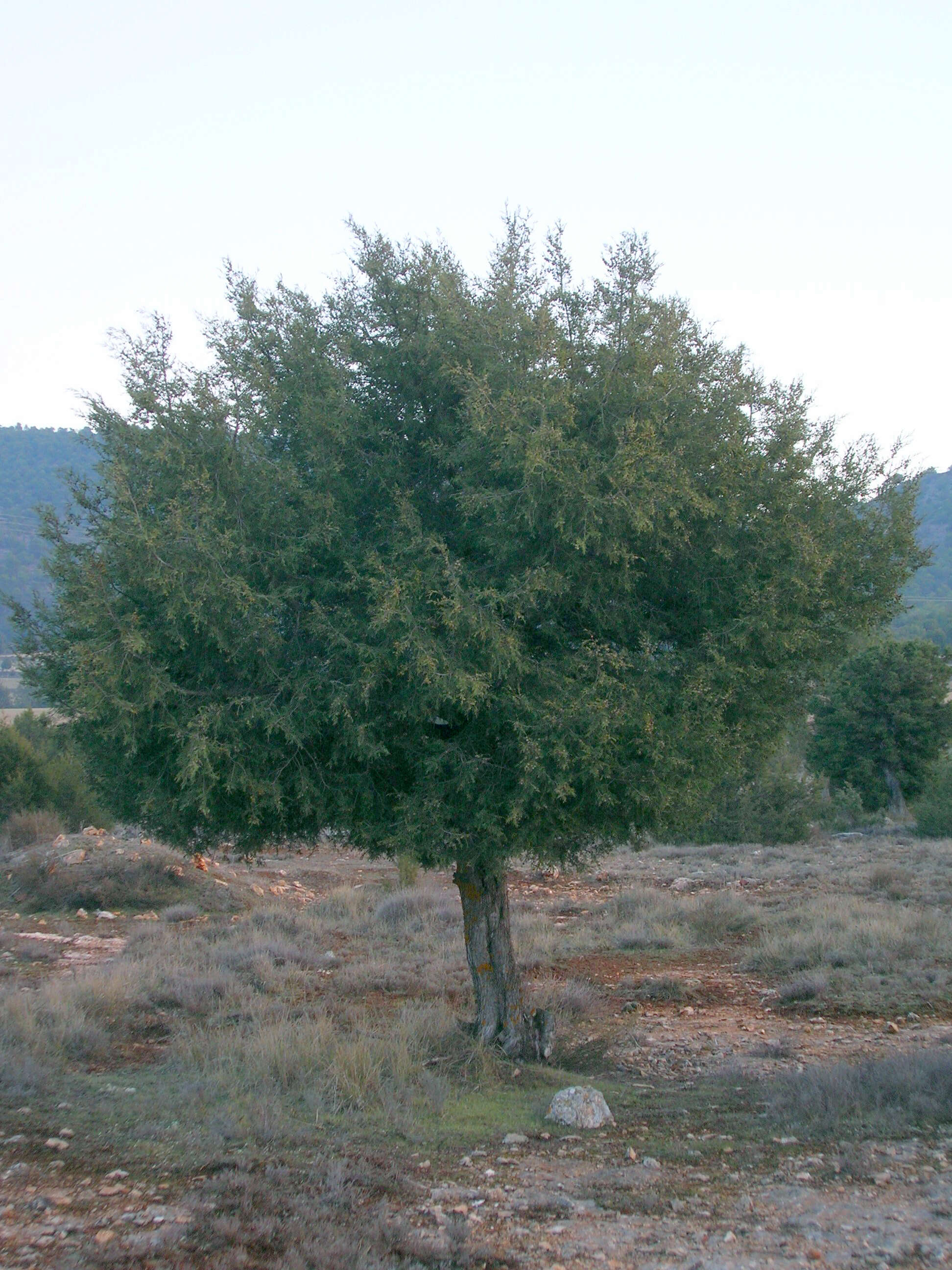 Imagem de Juniperus thurifera L.