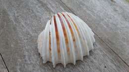 Image of costate cockle