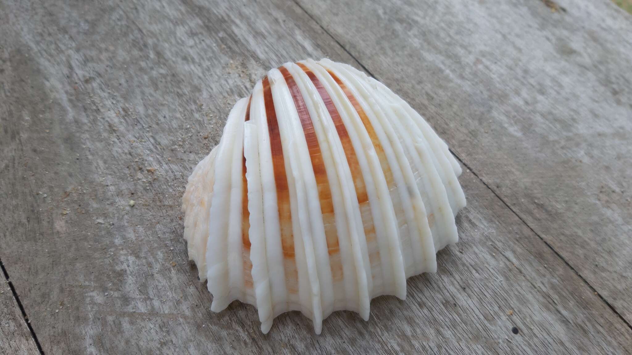 Image of costate cockle