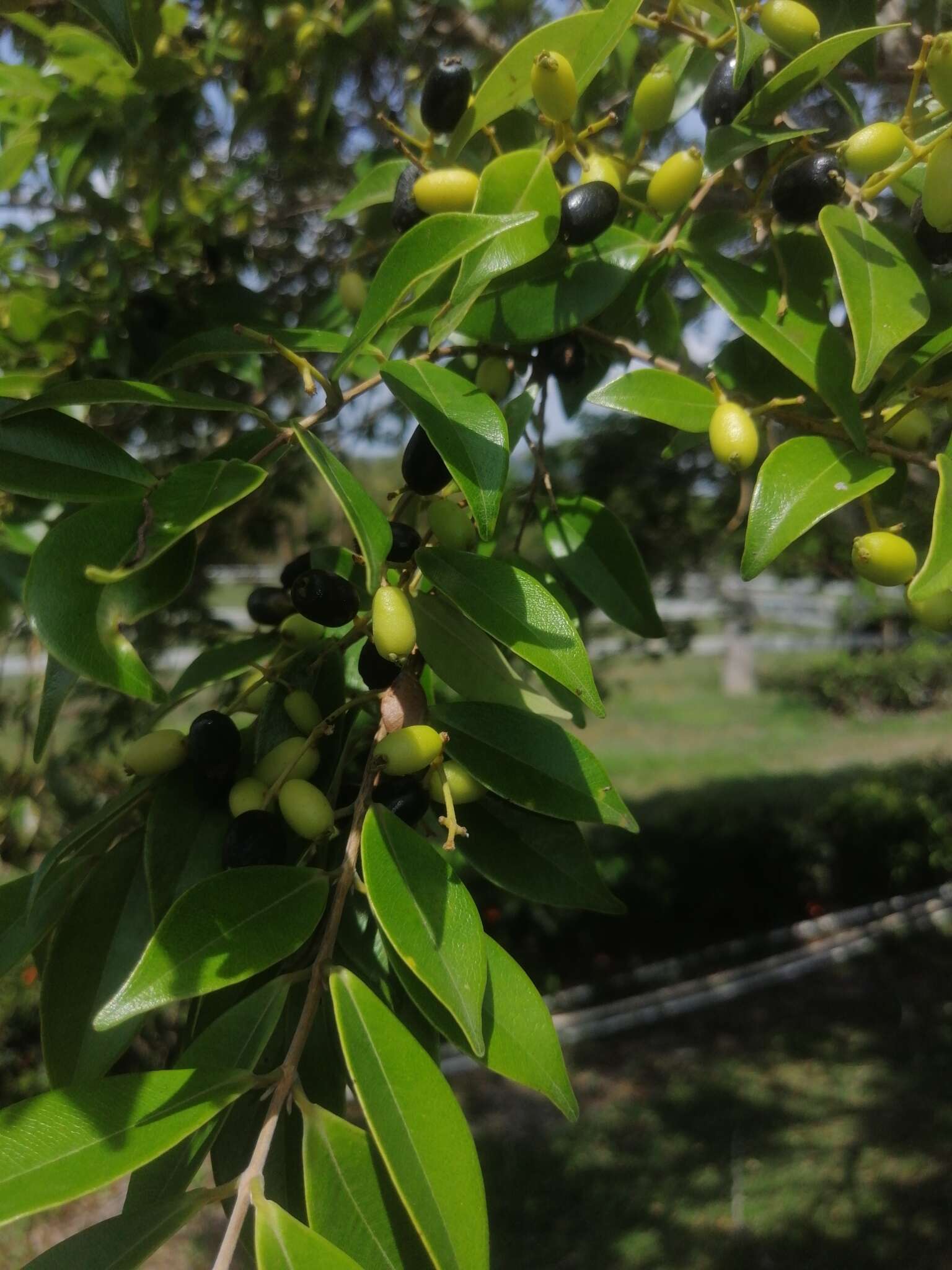 Image de Myrcia splendens (Sw.) DC.