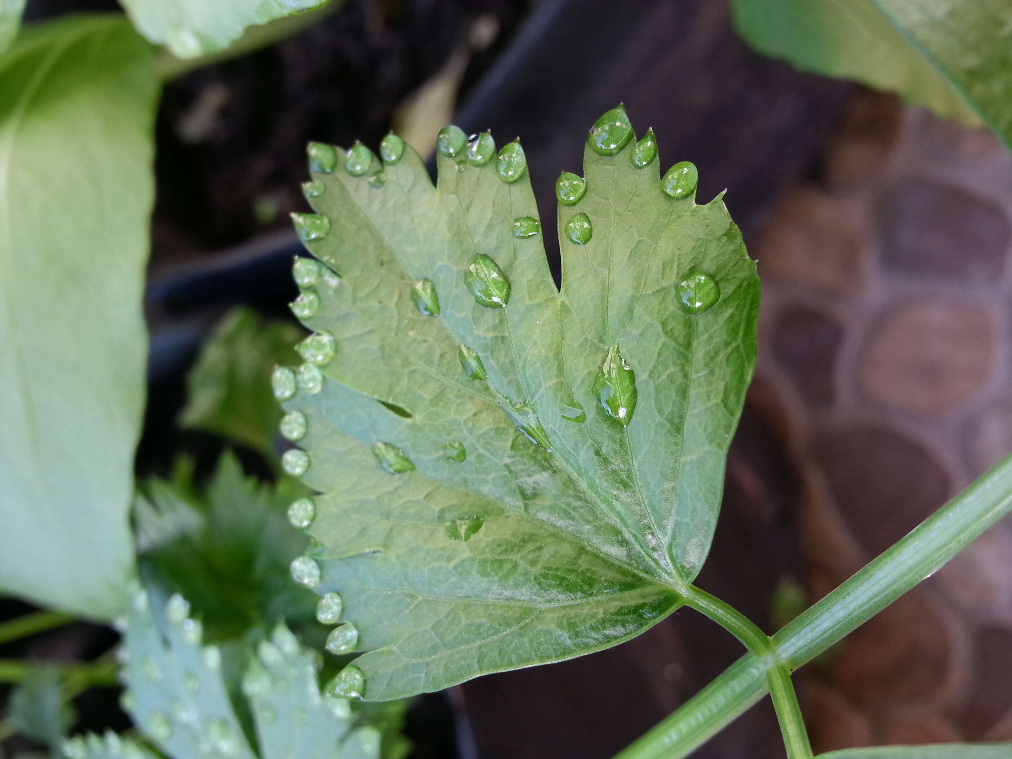 Image of Wild Celery