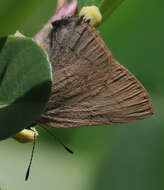 صورة Satyrium auretorum (Boisduval 1852)