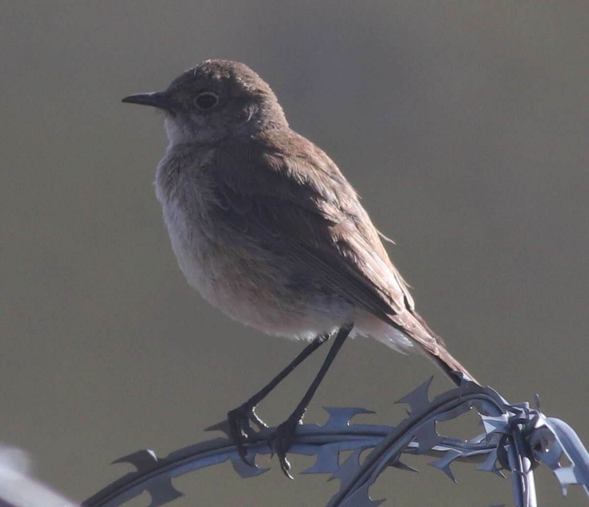 Image of Sickle-winged Chat