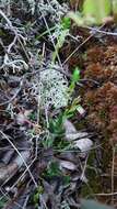 Image of little curlygrass fern