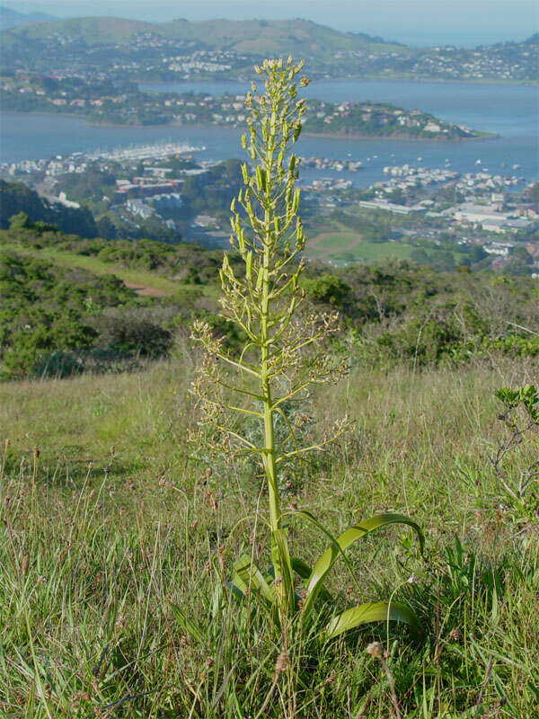 Image of common star lily