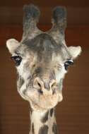 Image of Giraffe