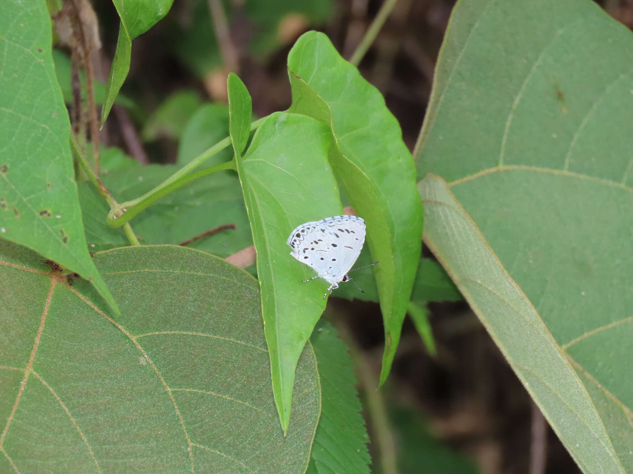 Image of Acytolepis puspa myla (Fruhstorfer 1909)