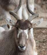 Image of Addax