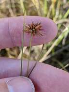 Image of Tracy's Beak Sedge