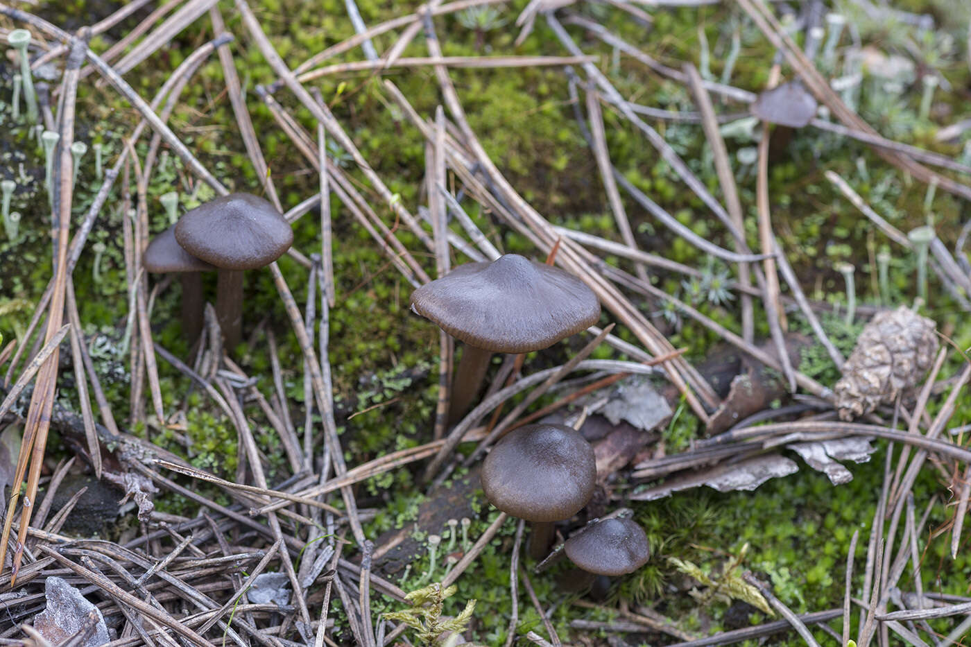 Image of Entoloma vernum S. Lundell 1937