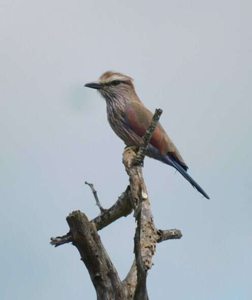 Image of Purple Roller