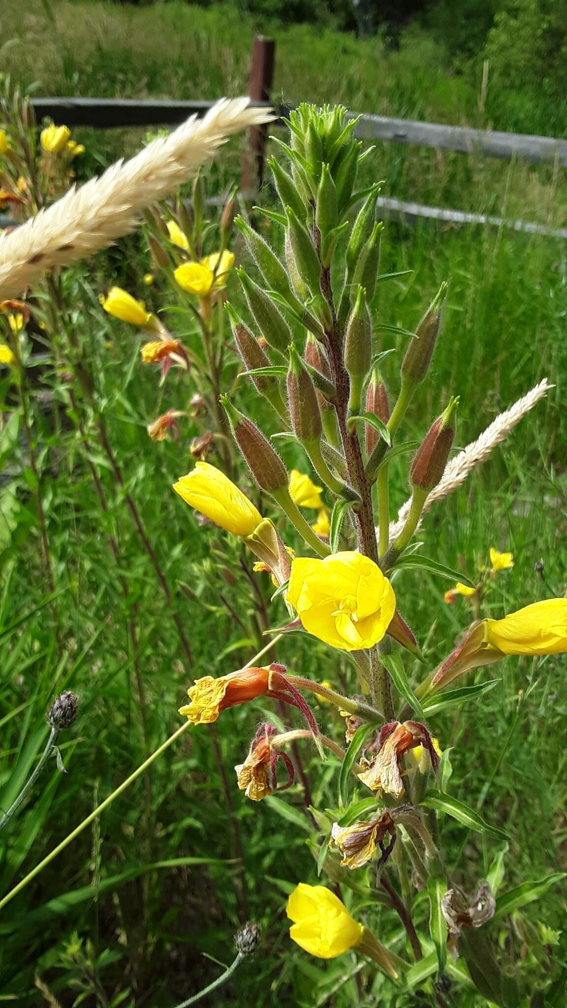 Imagem de Oenothera villosa Thunb.