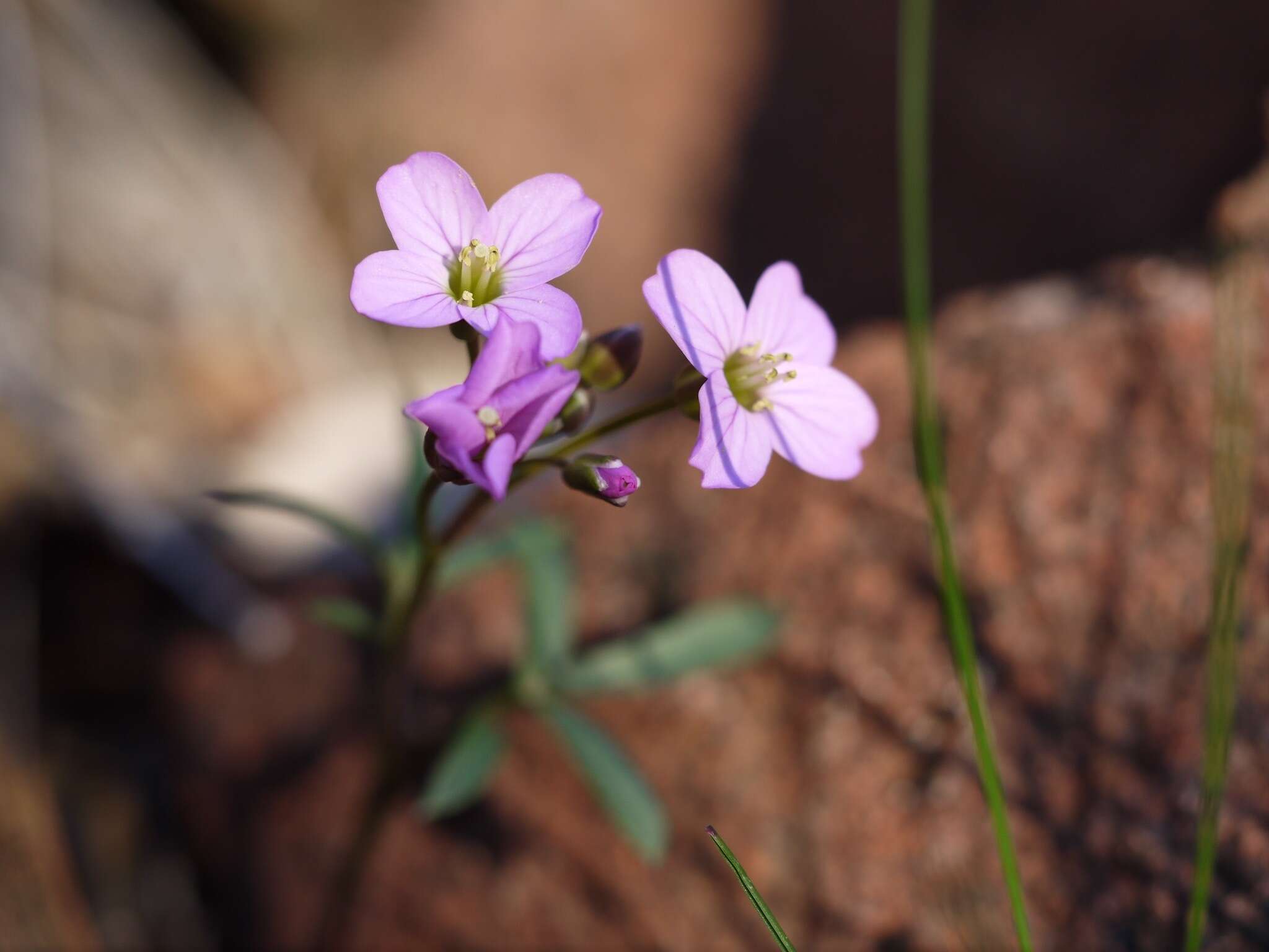 Imagem de Cardamine nuttallii Greene