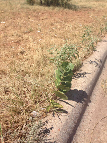 Image of broadleaf milkweed