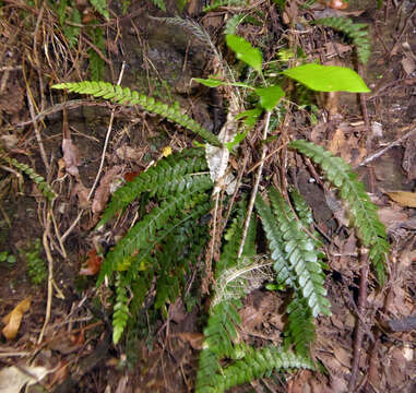 Plancia ëd Austroblechnum membranaceum (Colenso ex Hook.) Gasper & V. A. O. Dittrich