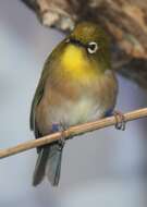 Image of Japanese White-eye