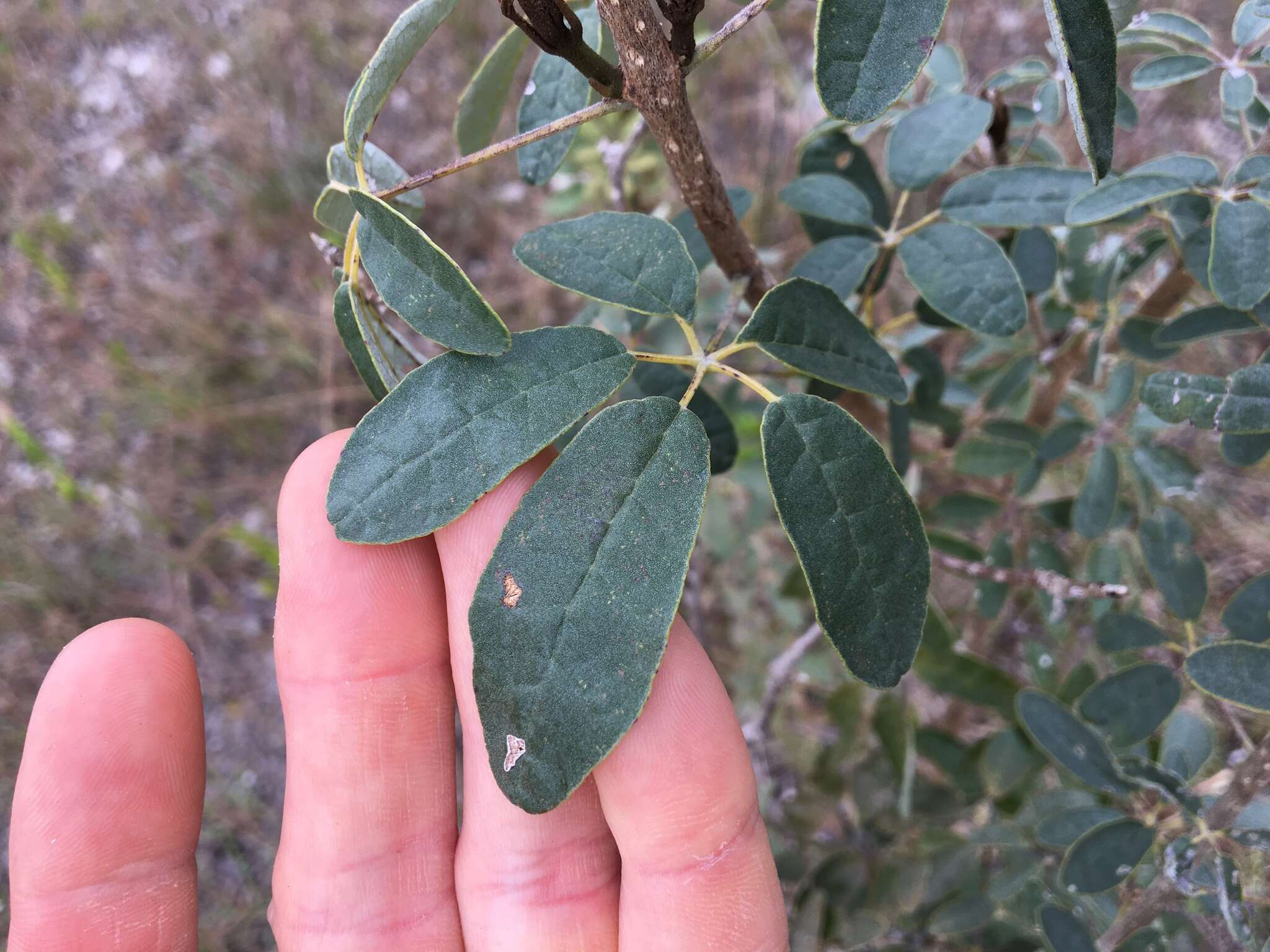 صورة Tabebuia bahamensis (Northr.) Britton