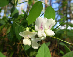 Sivun Lathyrus nevadensis subsp. cusickii (S. Watson) C. L. Hitchc. kuva