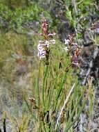 Image of Mulguraea scoparia (Gillies & Hook.) N. O'Leary & P. Peralta