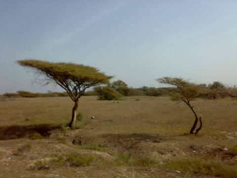 Imagem de Vachellia tortilis (Forssk.) Galasso & Banfi