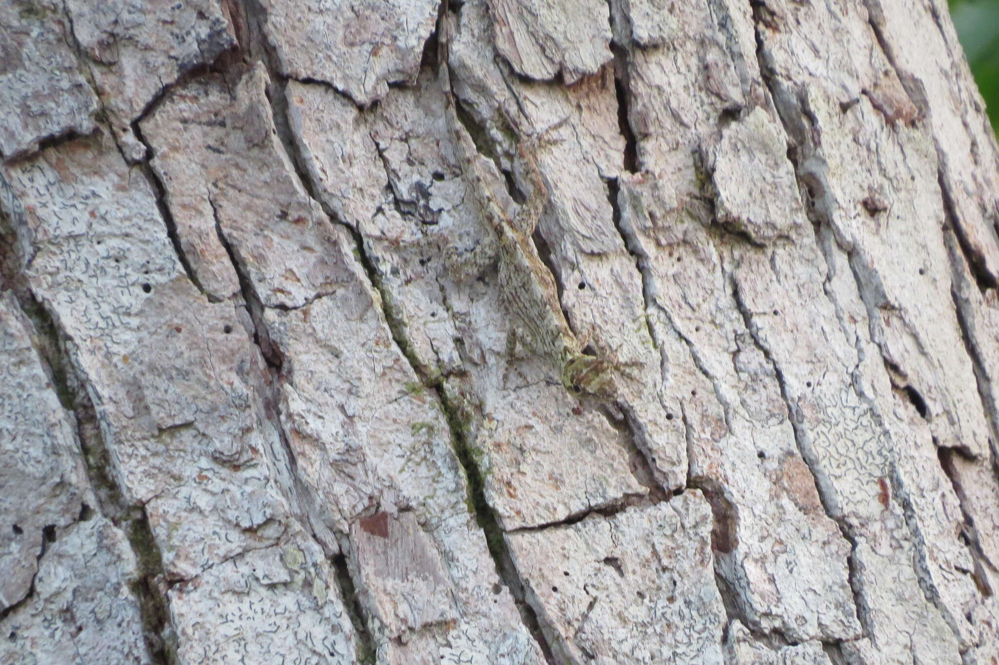 Image of Anolis ortonii Cope 1868