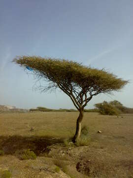 Image of umbrella thorn