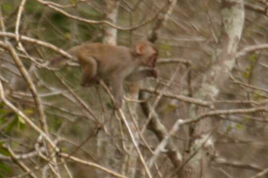 Image of Rhesus Monkey