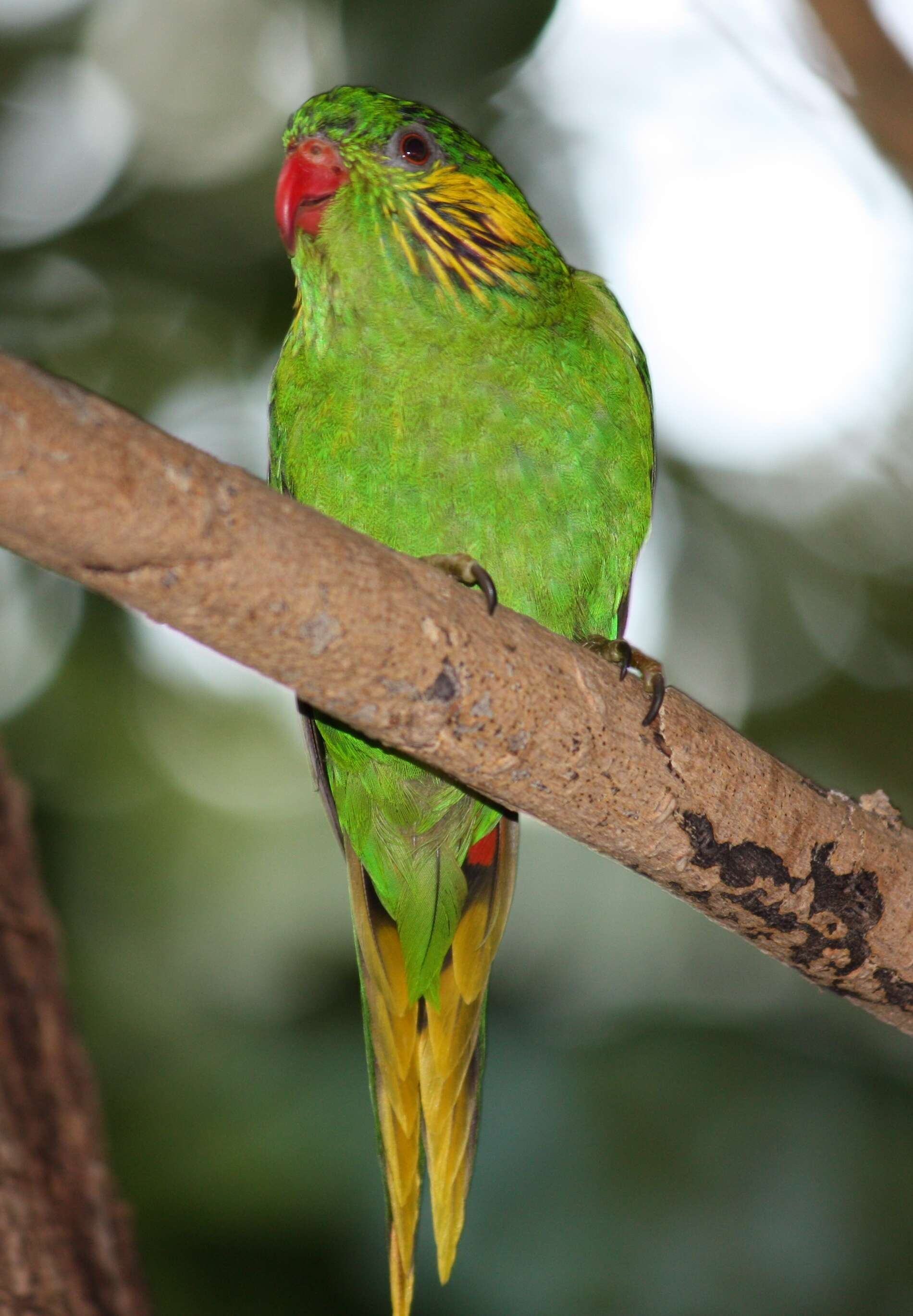 Image of Red-flanked Lorikeet