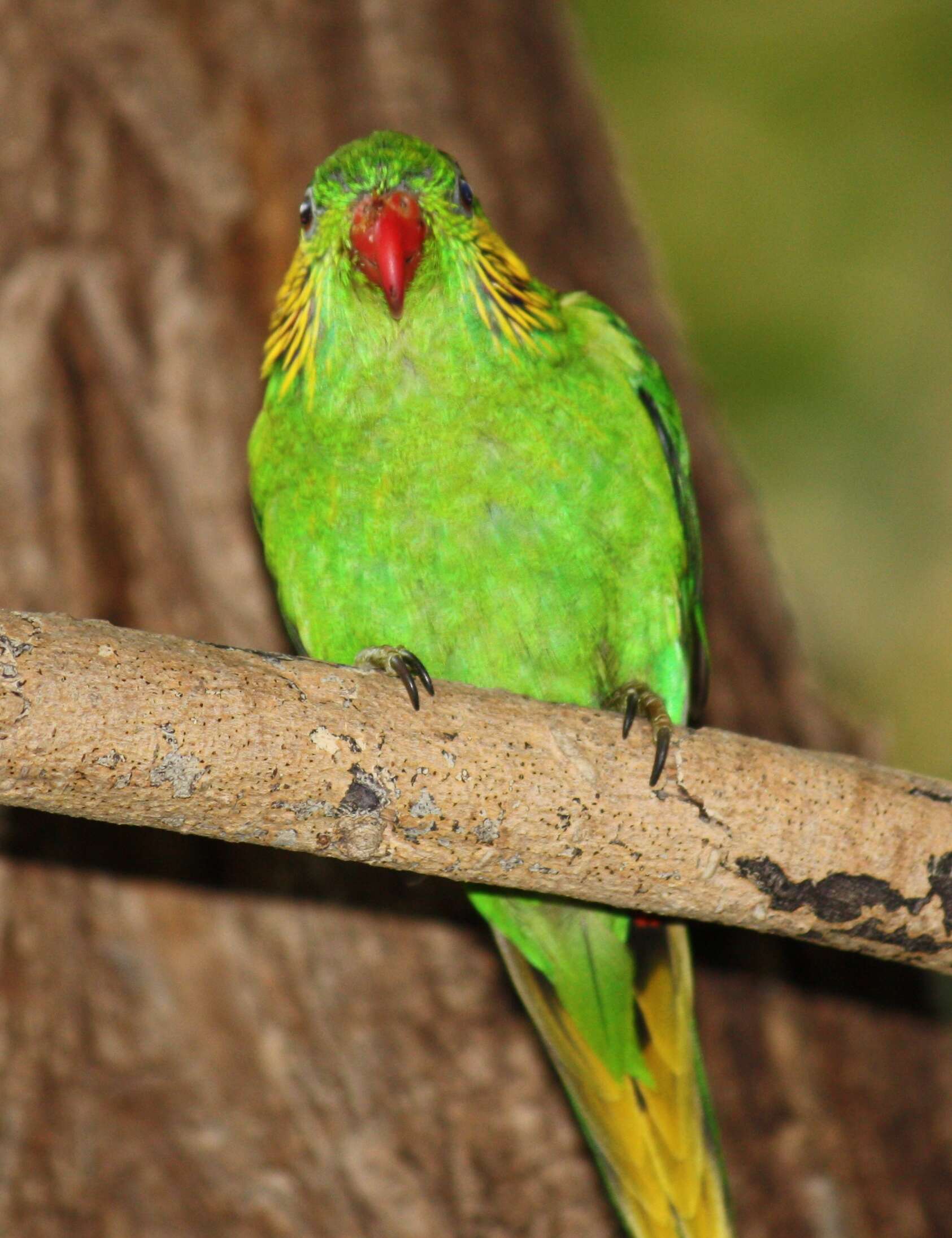 Image of Red-flanked Lorikeet